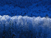 blue winter scene