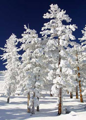 puffy snow trees