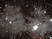 snow falling in trees