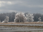 very icy trees