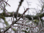 icy tree branches