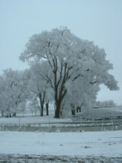 icy tree image