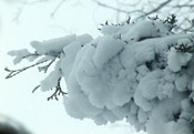 branch snow storm