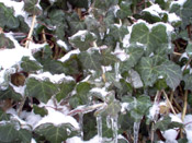 icy ivy