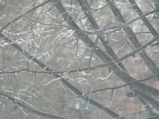 icy tree