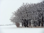 nice snowy trees