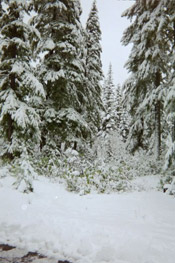 trees snowy