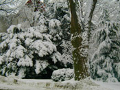 winter scene